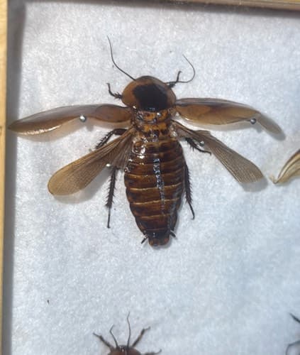 Jíbaro gigante - Blaberus giganteus