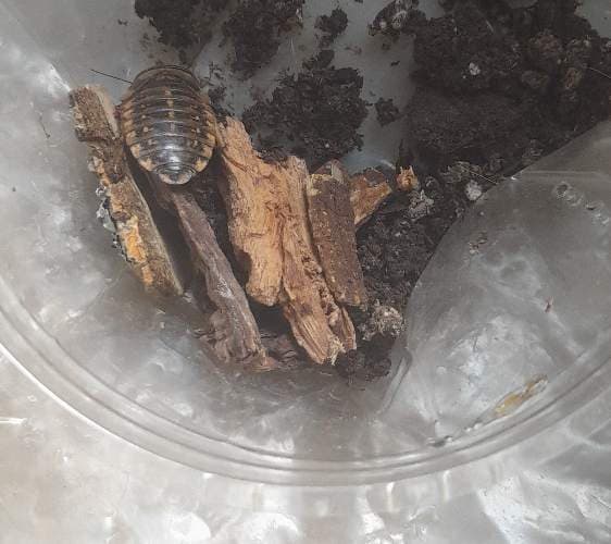 Cucaracha de Dubia - Blaptica dubia