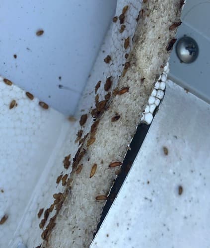 Cucaracha alemana - Blattella germanica