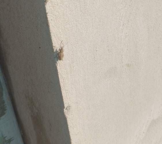 Cucaracha alemana - Blattella germanica