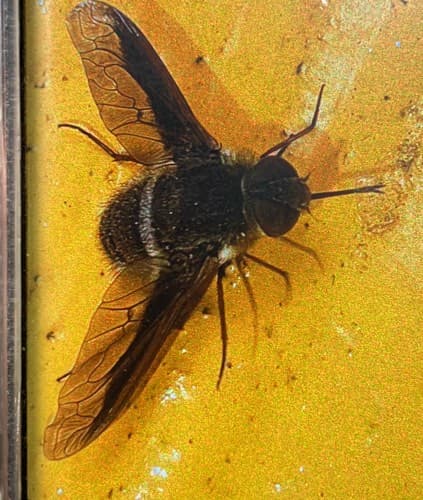 Saltahojas o Flies de Abeja -