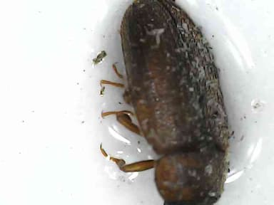 Escarabajo de madera, especie Sinoxylon sudanicum