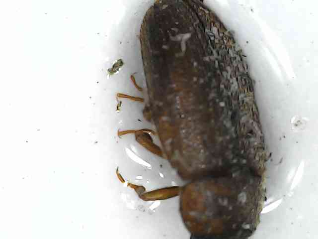 Escarabajo de madera, especie Sinoxylon sudanicum - Sinoxylon sudanicum