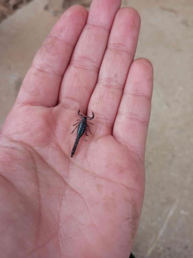 Alacrán de tierra de la familia Bothriuridae