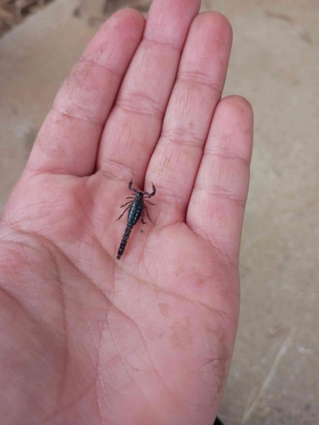 Alacrán de tierra de la familia Bothriuridae - Bothriurus
