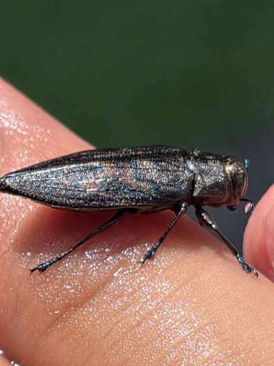 Caparazón de escarabajo Chrysomelid o escarabajo joya
