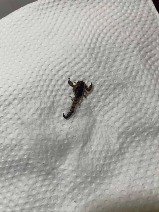 Escorpión de la familia Buthidae -