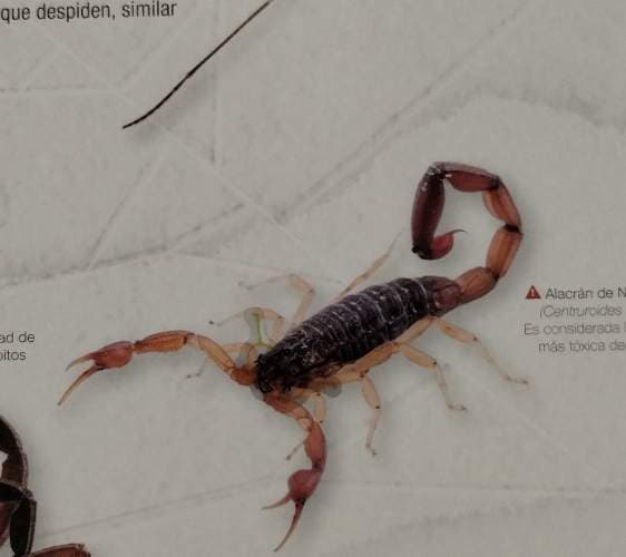 Alacrán (de Centruroides) - Centruroides