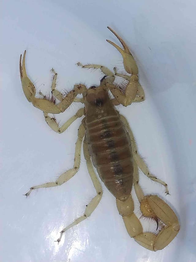 Escorpión de Arizona (o escorpión de corteza de Arizona) - Centruroides Centruroides sculpturatus