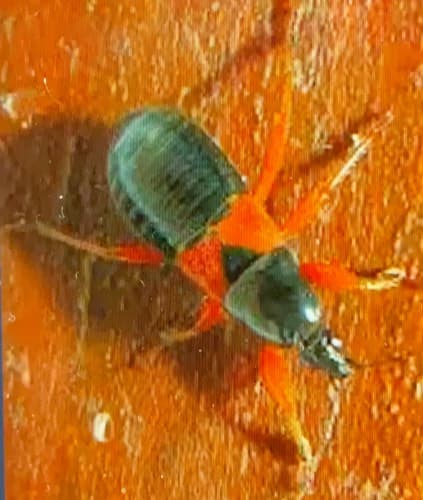 Picudo del nopal - Cactophagus spinolae