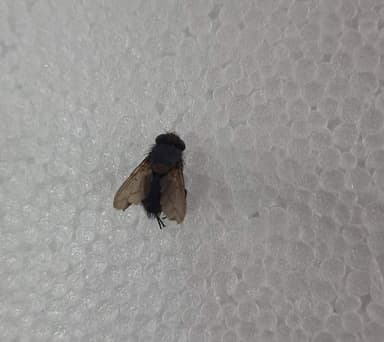 Mosca azul (Calliphora sp.)