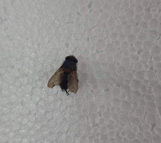 Mosca azul (Calliphora sp.) - Calliphora