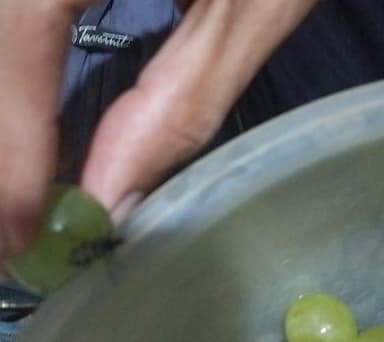 Mosca de carne (Lucilia sp.)