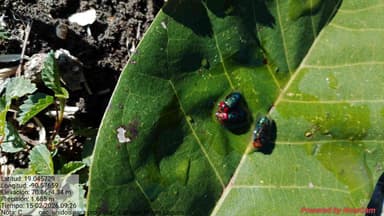 Lucilia sericata (Bostezón dorado o Lucilia)