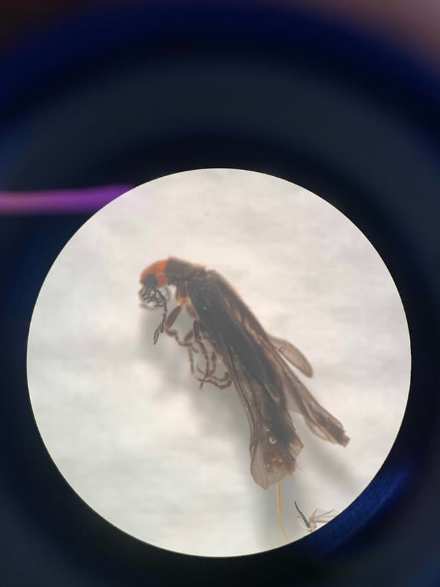 Escarabajo del Fuego -