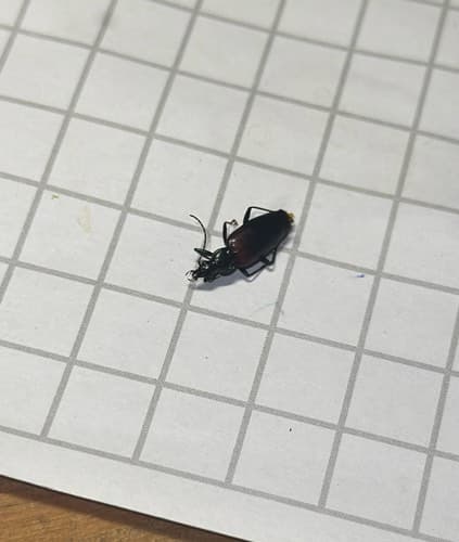 Escarabajo de suelo -
