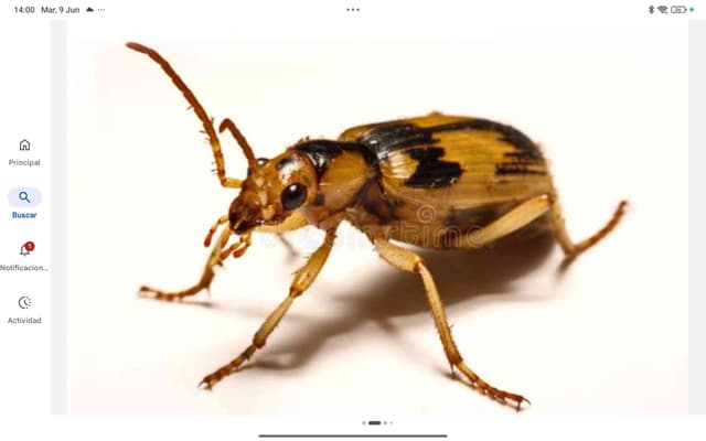 Lebia (escarabajo de la familia Carabidae) - Lebia