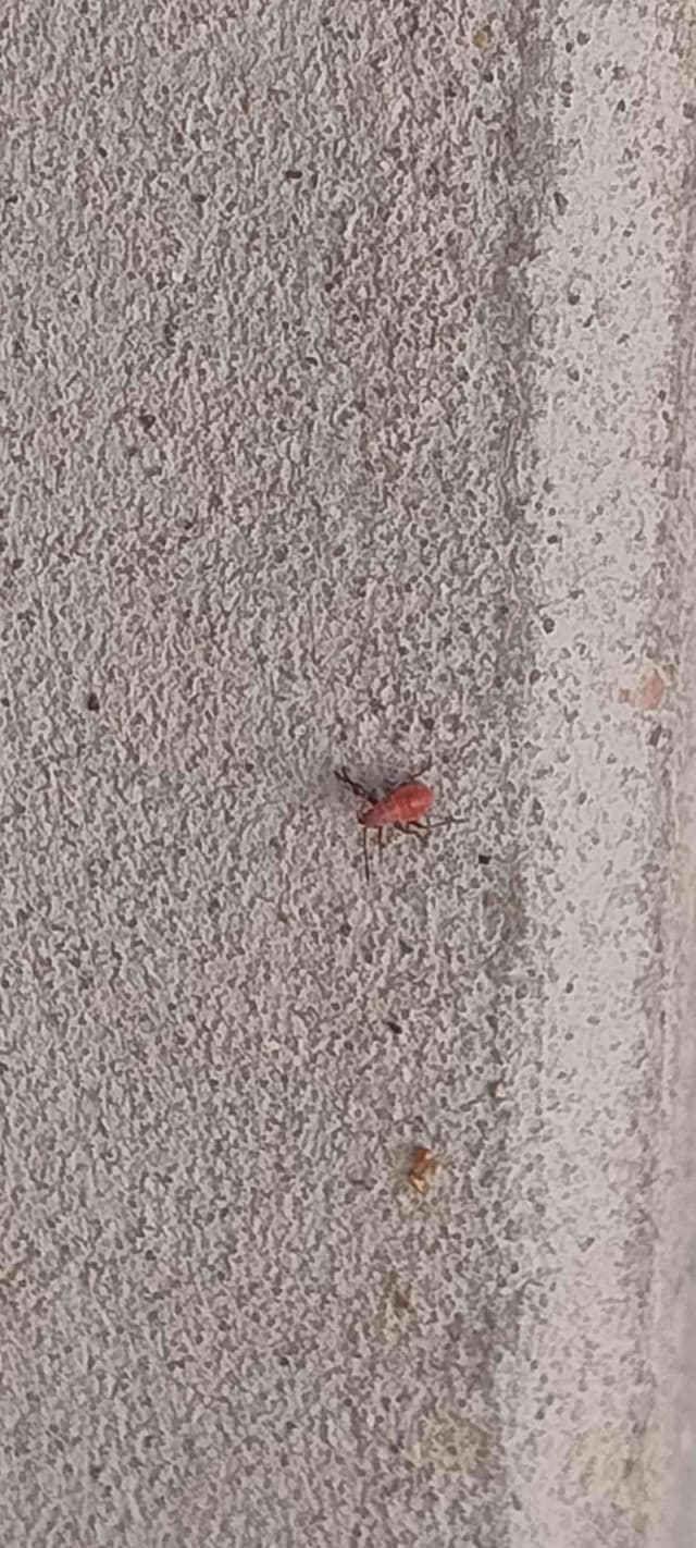 Mosca de las agallas - Cecidomyia