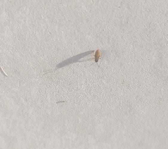 Mosquito de las agallas - unknown