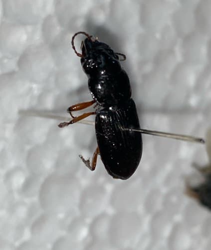 Escarabajo Longicornio - sp.