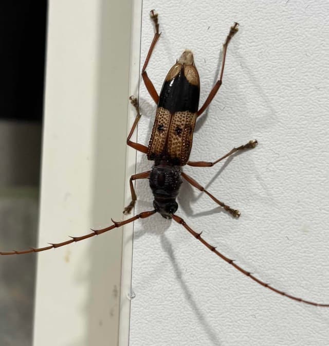 Gusano picudo de la madera - Callisphyris maculicollis