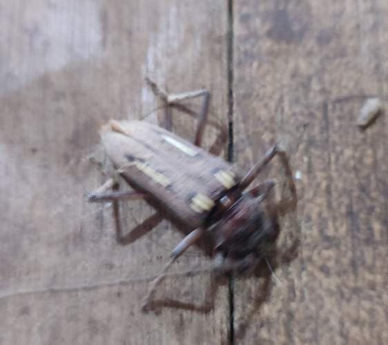 Capacito gigante - Macrodontia