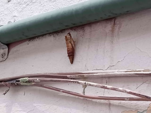 Oruga de Ceratocampidae - caterpillar