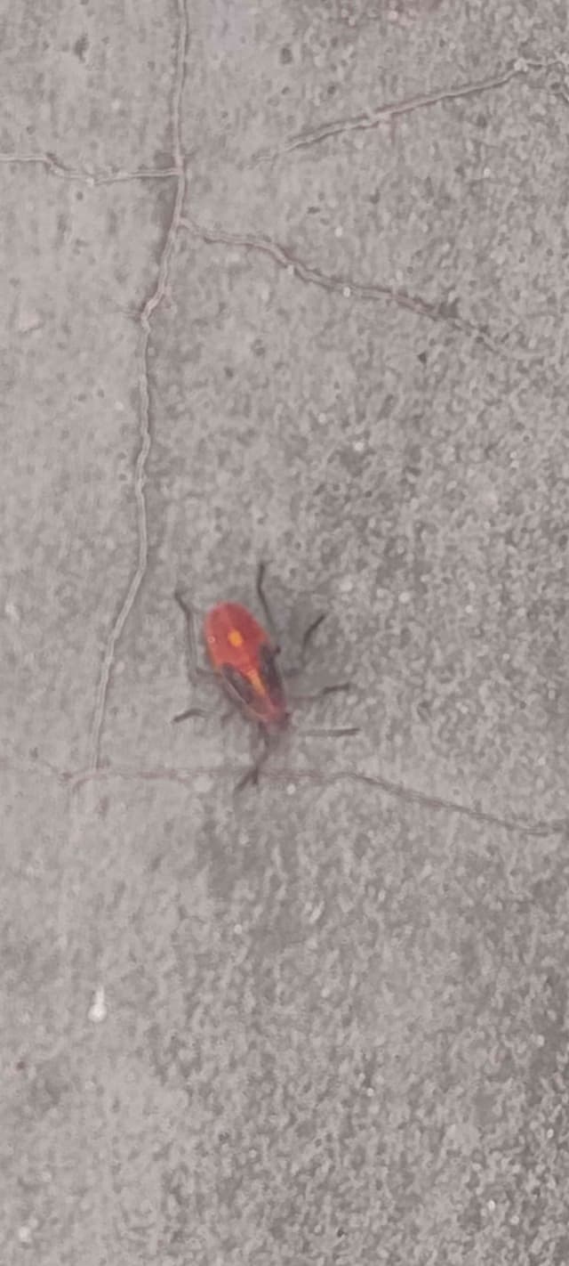 Polilla Real - Ceratocampidae