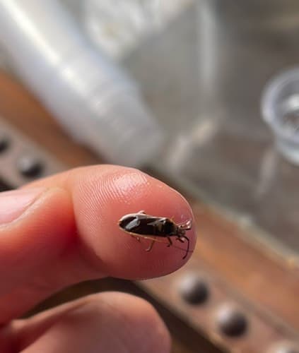 Jejenes -  biting midge