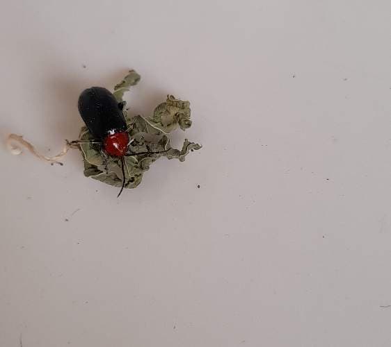 Escarabajos de hojas -