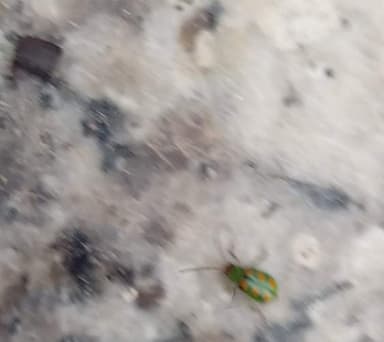 Diabrotica (guisante, maíz o calabacín)