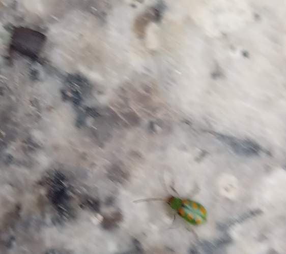 Diabrotica (guisante, maíz o calabacín) - Diabrotica