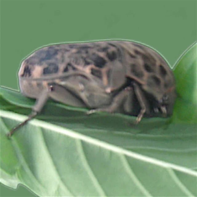 Cigarra - cicada