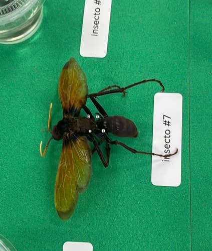 Sierra de Cuernos Grandes (Cimbex cimbex) - Cimbex cimbex