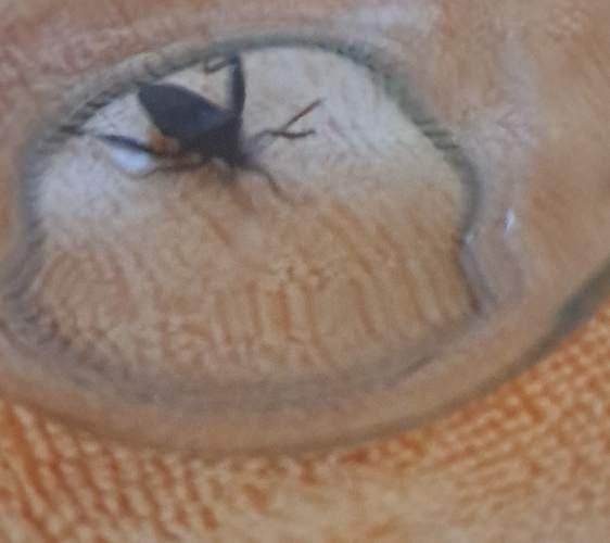 Chinche de cama - lectularius