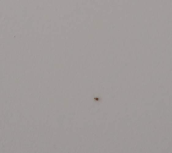 Chinche de cama - Cimex