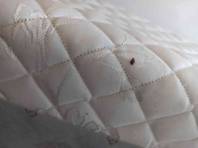 Chinche de cama - Cimex lectularius