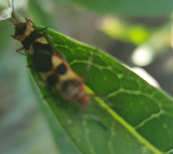 Escarabajo de la familia Cleridae -