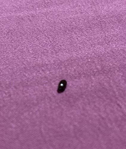 Mariquita de dos puntos -   Adalia bipunctata