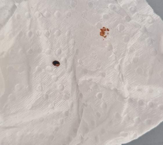 Mariquita de siete puntos -  septempunctata