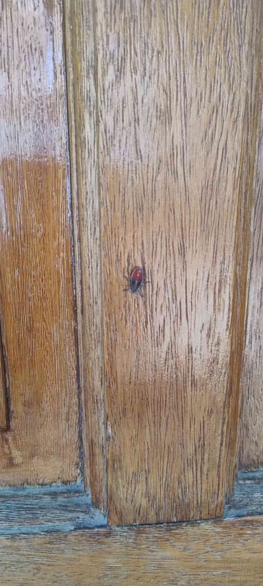 Catarina de siete puntos