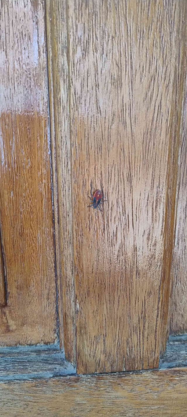 Catarina de siete puntos - Coccinella septempunctata