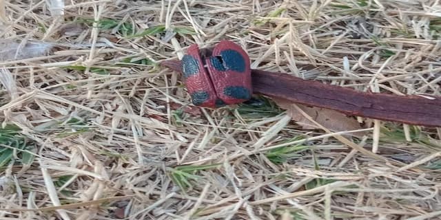 Catarina de la soja - Cycloneda sanguinea