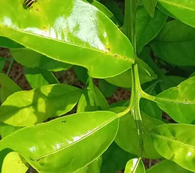 Catarina de las flores