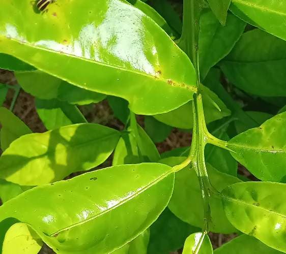 Catarina de las flores - Epilachna paenulata