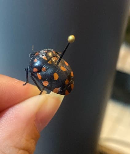 Vaquita de San Antonio de cuatro puntos rojos - Exochomus Exochomus quadripustulatus