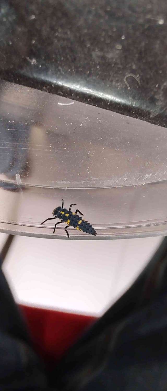 Vaquita asiática - Harmonia axyridis