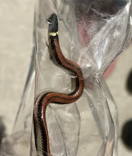 Culebrilla de collar - Diadophis Diadophis punctatus