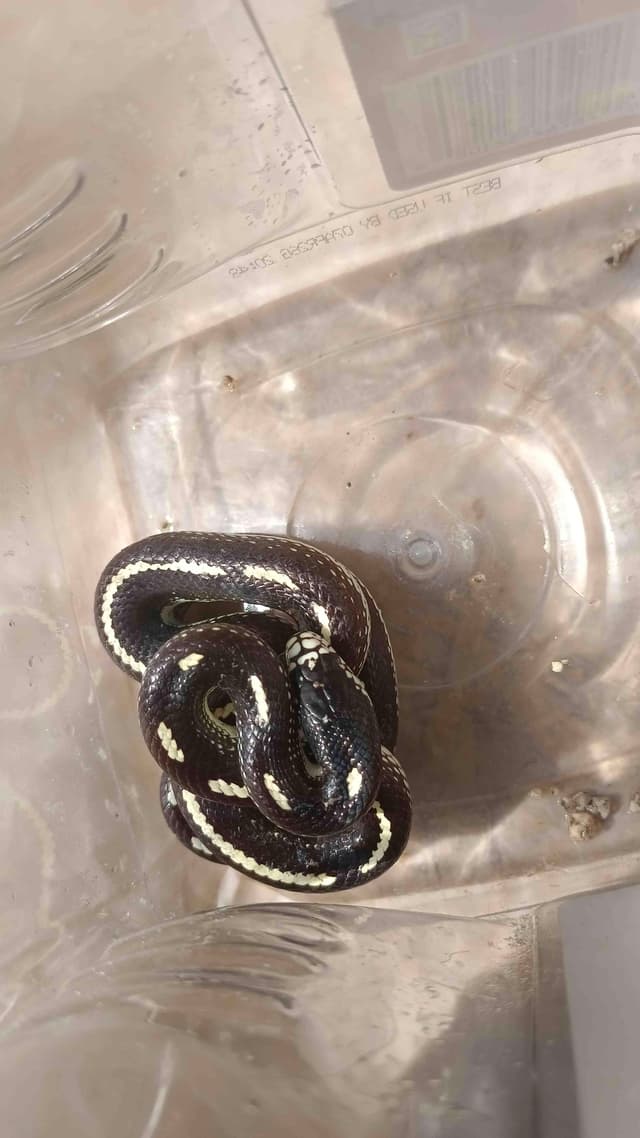 Serpiente Rey Común - Lampropeltis getula