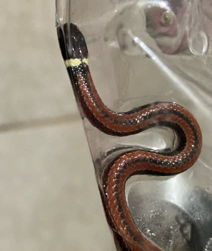 Culebra falso coral - Oxyrhopus